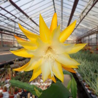 Epiphyllum-Hybr. Kiwi Honey Bright