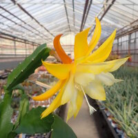 Epiphyllum-Hybr. Kiwi Honey Bright