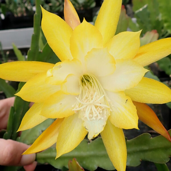 Epiphyllum-Hybr. Kiwi Honey Gold