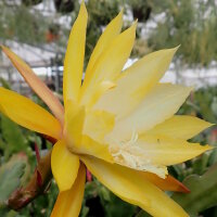 Epiphyllum-Hybr. Kiwi Honey Gold