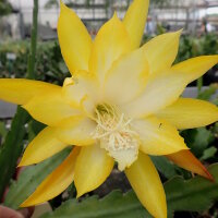 Epiphyllum-Hybr. Kiwi Honey Gold