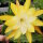 Epiphyllum-Hybr. Kiwi Honey Gold