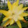 Epiphyllum-Hybr. Kiwi Honey Gold
