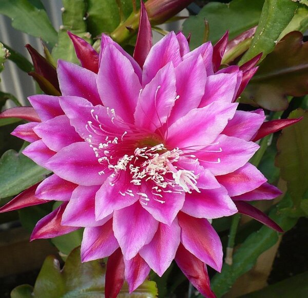 Epiphyllum-Hybr. Kiwi Independence