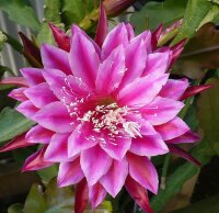Epiphyllum-Hybr. Kiwi Independence