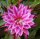 Epiphyllum-Hybr. Kiwi Independence