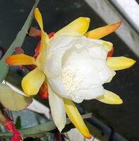 Epiphyllum-Hybr. Kiwi Honey Dew