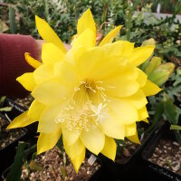 Epiphyllum-Hybr. Kiwi John Boy