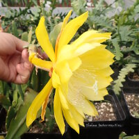 Epiphyllum-Hybr. Kiwi John Boy