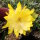 Epiphyllum-Hybr. Kiwi John Boy