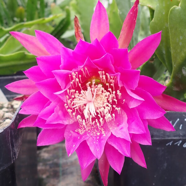 Epiphyllum-Hybr. Kiwi Vagabond