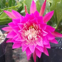 Epiphyllum-Hybr. Kiwi Vagabond