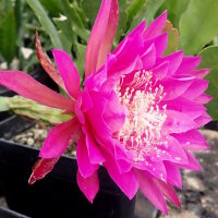 Epiphyllum-Hybr. Kiwi Vagabond