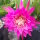 Epiphyllum-Hybr. Kiwi Vagabond