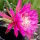 Epiphyllum-Hybr. Kiwi Vagabond