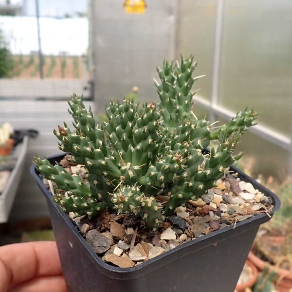 Cylindropuntia whipplei Archuleata Co., CO, 1951 m  (dw)