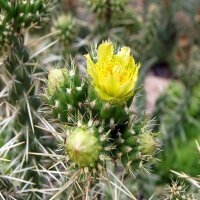 Cylindropuntia whipplei Archuleata Co., CO, 1951 m  (dw)