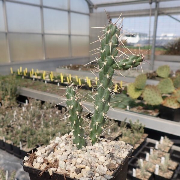 Cylindropuntia imbricata Sandia Mts NM (dw)