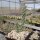 Cylindropuntia imbricata Sandia Mts NM (dw)