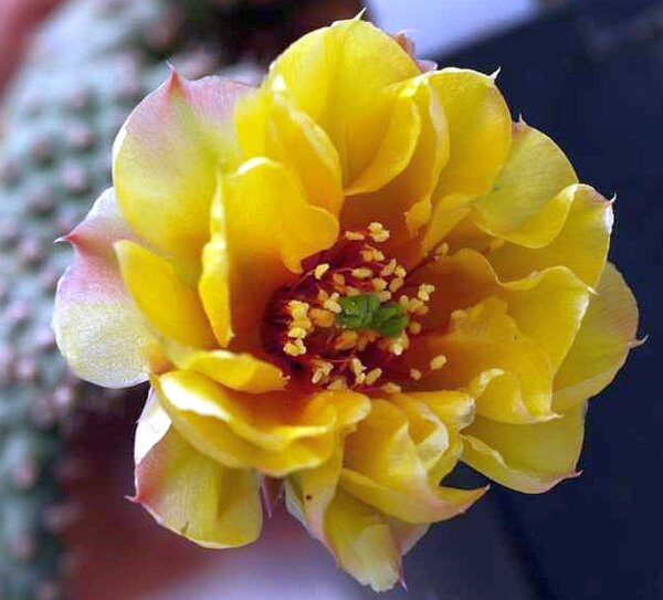 Opuntia fragilis cv. Wizzard (dw)