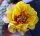Opuntia fragilis cv. Wizzard (dw)