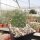 Opuntia fragilis cv. Wizzard (dw)