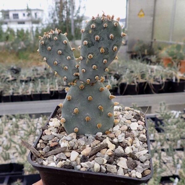 Opuntia basilaris v. brachyclada SB (dw)