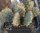 Opuntia basilaris v. brachyclada SB (dw)