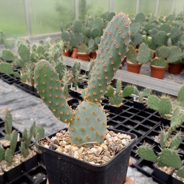 Opuntia basilaris v. aurea Kanab, Utah (dw)