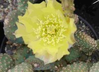 Opuntia basilaris v. aurea Kanab, Utah (dw)