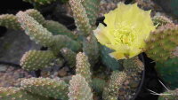 Opuntia basilaris v. aurea Kanab, Utah (dw)