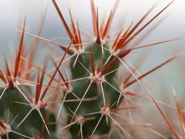 Corynopuntia moelleri (dw)