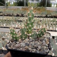 Corynopuntia moelleri (dw)