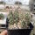 Corynopuntia moelleri (dw)