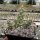 Corynopuntia moelleri (dw)