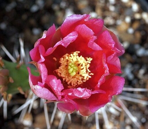 Opuntia phaeacantha cv. Kaiserstuhl (dw)