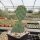 Opuntia phaeacantha cv. Kaiserstuhl (dw)