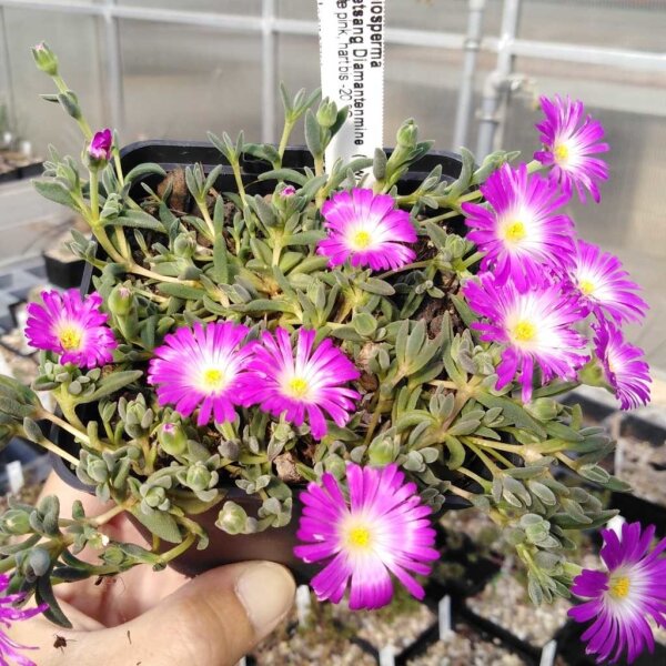 Delosperma cv. Kletsang Diamantenmine (dw)