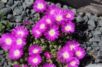 Delosperma cv. Kletsang Diamantenmine (dw)