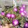 Delosperma cv. Kletsang Diamantenmine (dw)