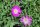 Delosperma cv. Kletsang Diamantenmine (dw)