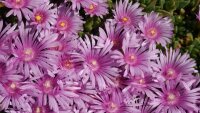 Delosperma cv. Lavander (dw)