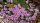 Delosperma cv. Lavander (dw)