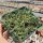 Delosperma cv. Lavander (dw)