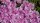 Delosperma cv. Lavander (dw)