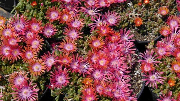 Delosperma cv. Sunrise (dw)