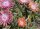 Delosperma cv. Sunrise (dw)