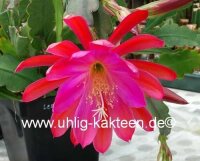 Epiphyllum-Hybr. Leos Beste