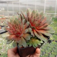Sempervivum Purple Dancer (dw)