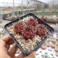 Sempervivum Purple Dancer (dw)